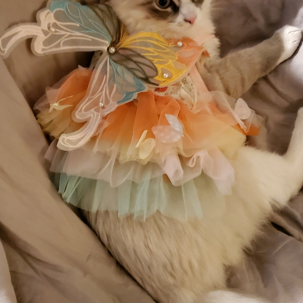 Colorful Butterfly Dog/ Cat Dress